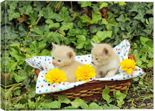 small kittens in wicker basket Canvas Print by goce risteski