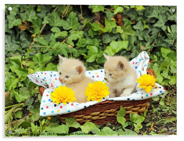 small kittens in wicker basket Acrylic by goce risteski