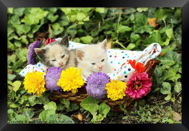 cute kittens in wicker basket Framed Print by goce risteski