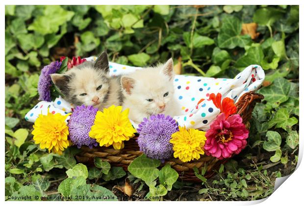 cute kittens in wicker basket Print by goce risteski