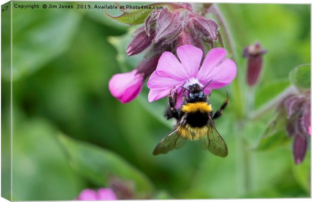 Wild Red Campion and Busy Bee Canvas Print by Jim Jones