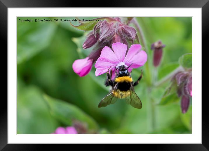 Wild Red Campion and Busy Bee Framed Mounted Print by Jim Jones