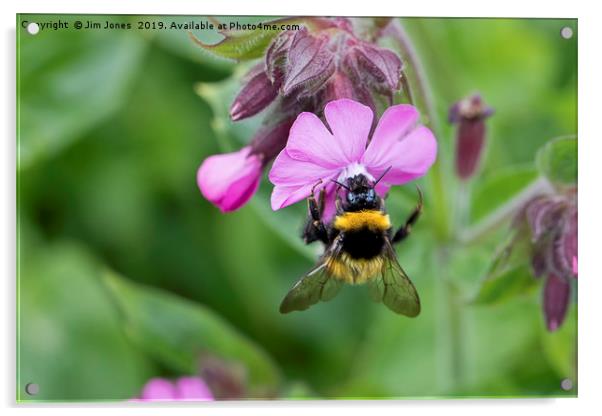 Wild Red Campion and Busy Bee Acrylic by Jim Jones