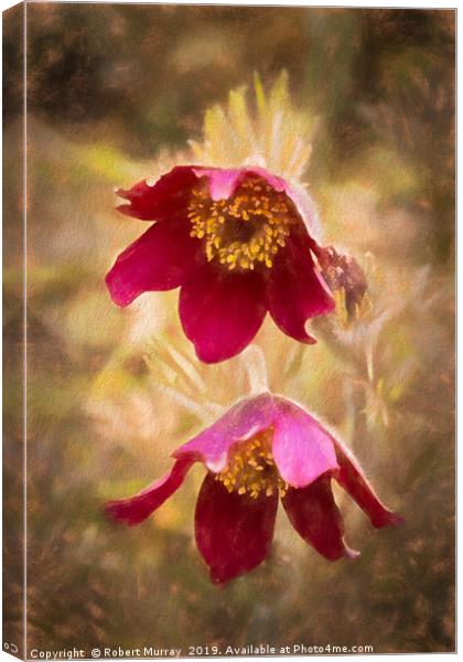 Pasque Flowers Canvas Print by Robert Murray