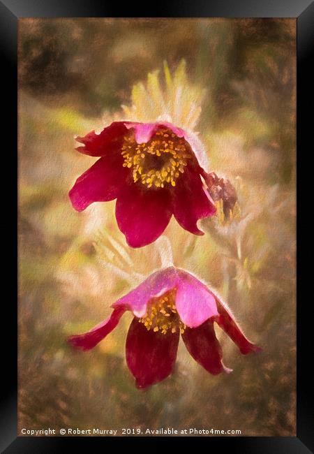 Pasque Flowers Framed Print by Robert Murray