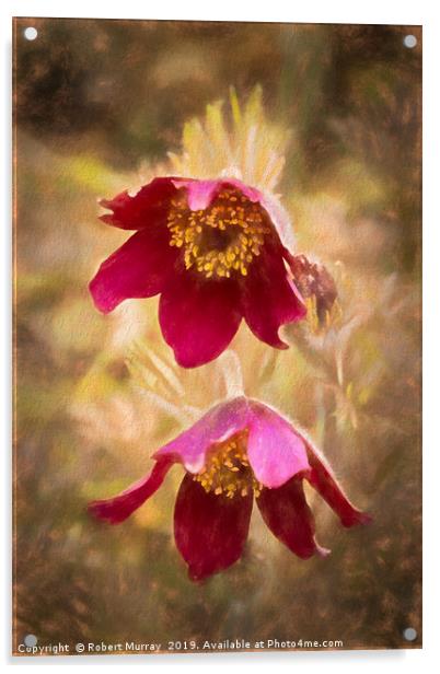 Pasque Flowers Acrylic by Robert Murray