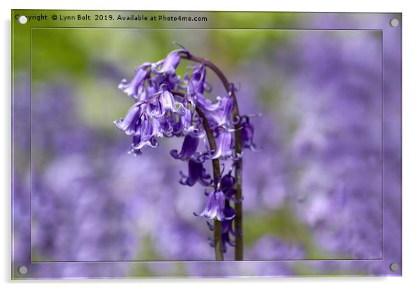 Bluebells Acrylic by Lynn Bolt