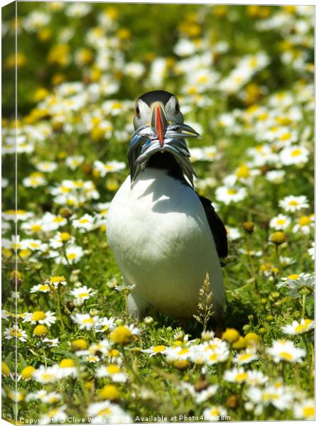 Puffin with Sandeels on Skomer Island Canvas Print by Clive Wells