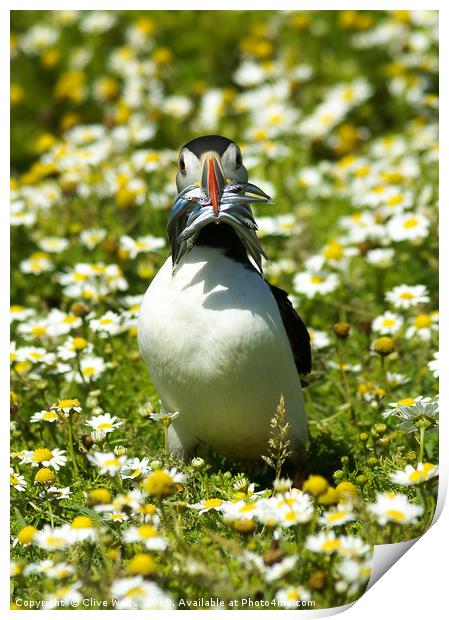 Puffin with Sandeels on Skomer Island Print by Clive Wells
