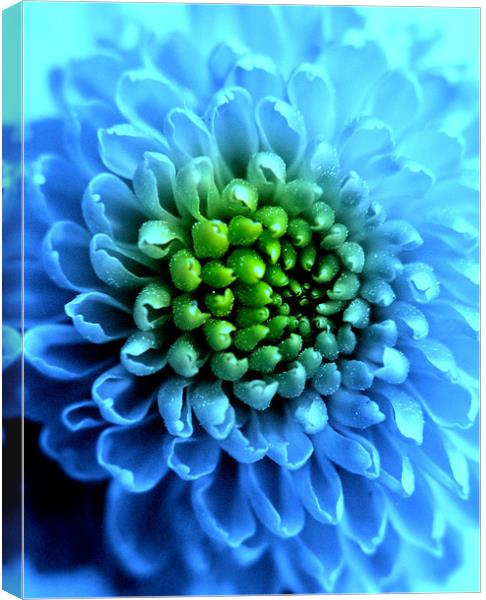 Blue Chrysanthemum Canvas Print by Louise Godwin
