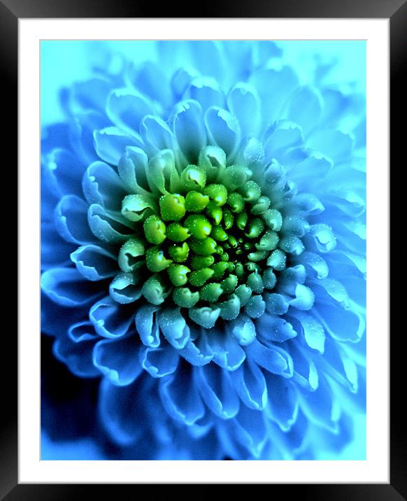 Blue Chrysanthemum Framed Mounted Print by Louise Godwin