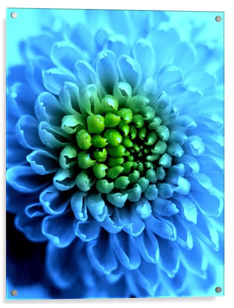 Blue Chrysanthemum Acrylic by Louise Godwin