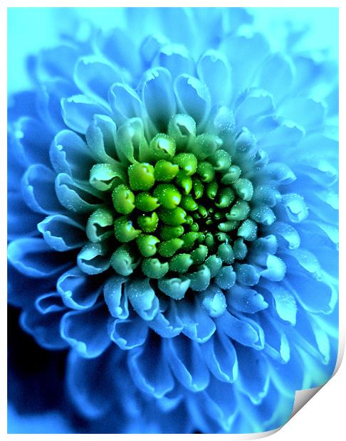 Blue Chrysanthemum Print by Louise Godwin