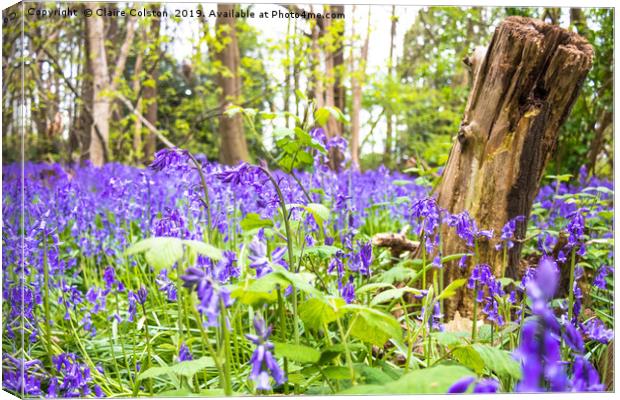 Bluebells Canvas Print by Claire Colston