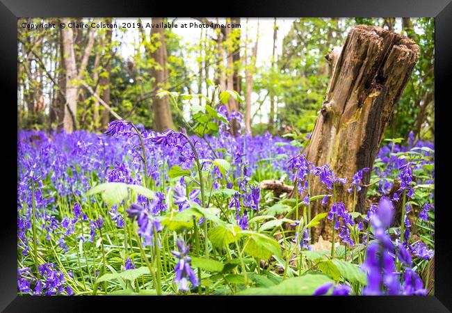 Bluebells Framed Print by Claire Colston