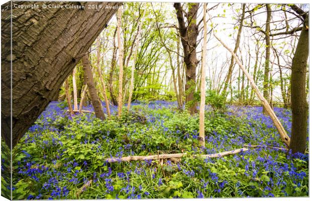 Bluebells Canvas Print by Claire Colston