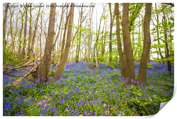 Bluebells Print by Claire Colston