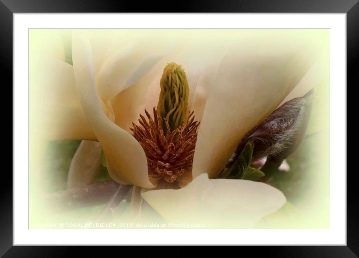 "Soft Magnolia" Framed Mounted Print by ROS RIDLEY
