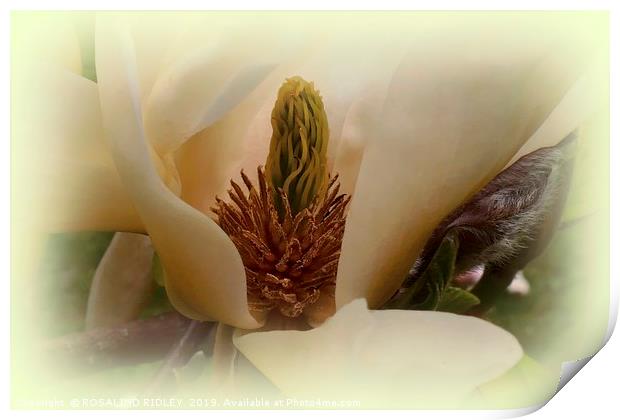 "Soft Magnolia" Print by ROS RIDLEY