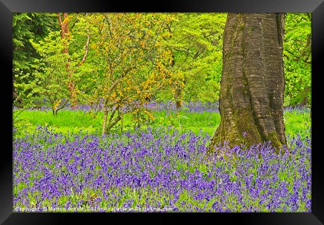 Spring Bluebells and Blossom Framed Print by Martyn Arnold