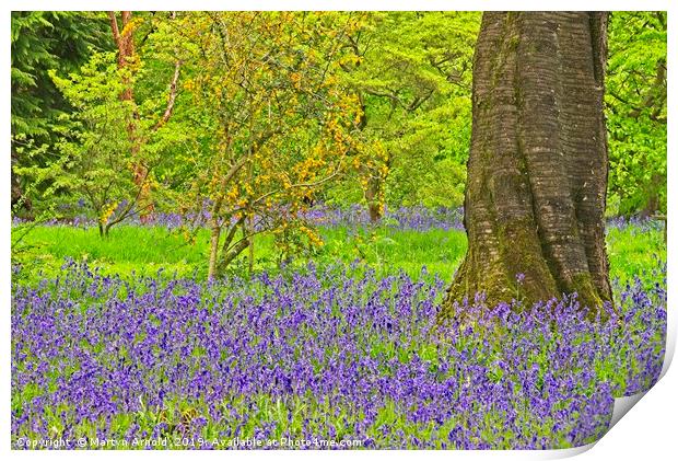 Spring Bluebells and Blossom Print by Martyn Arnold