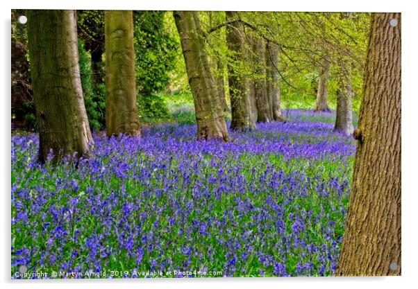 Carpet of Spring Woodland Bluebells Acrylic by Martyn Arnold