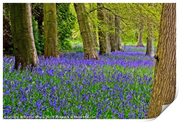 Carpet of Spring Woodland Bluebells Print by Martyn Arnold