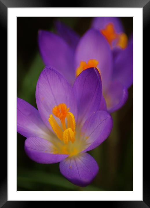 crocus Framed Mounted Print by Dawn Cox