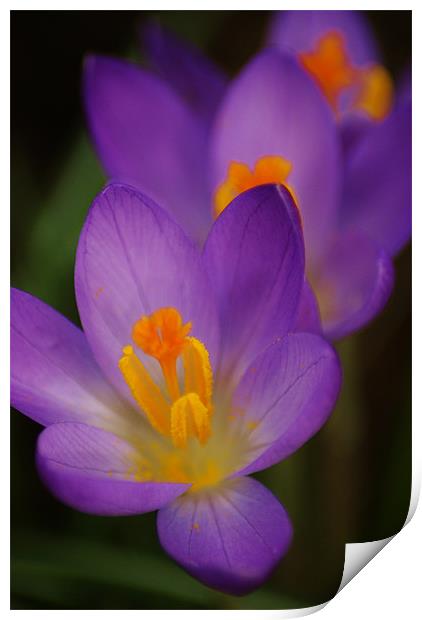 crocus Print by Dawn Cox