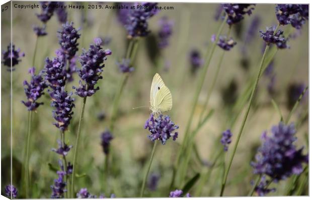 Cabbage butterfly in lavender  Canvas Print by Andrew Heaps
