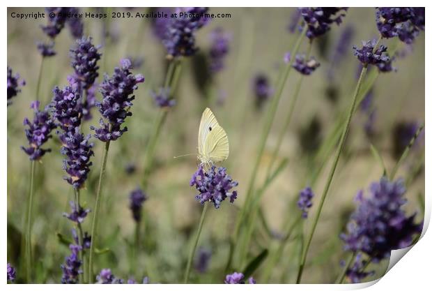 Cabbage butterfly in lavender  Print by Andrew Heaps