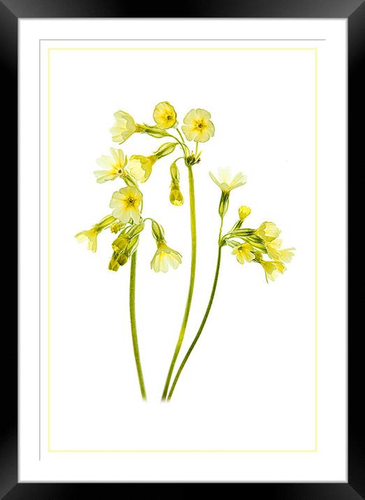 Cowslip Trio Framed Mounted Print by Robert Murray