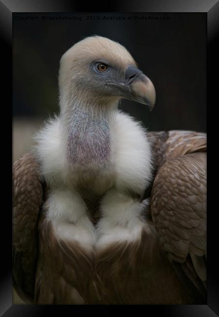 Griffon vulture Portrait Framed Print by rawshutterbug 