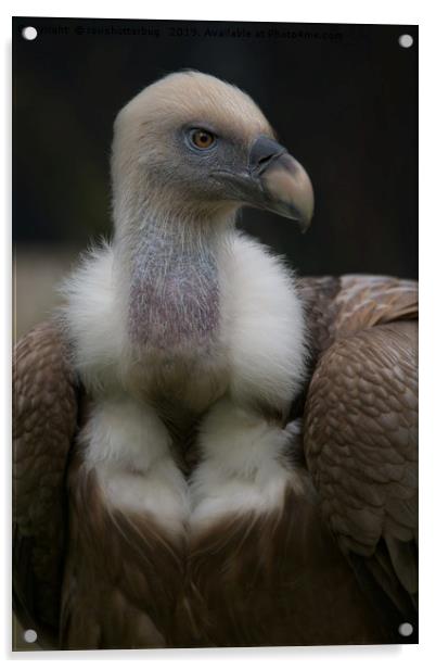 Griffon vulture Portrait Acrylic by rawshutterbug 