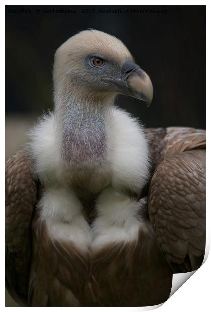 Griffon vulture Portrait Print by rawshutterbug 