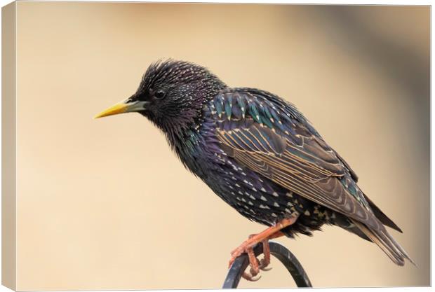 Colourful starling Canvas Print by Jonathan Thirkell