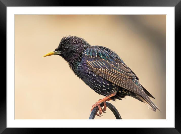 Colourful starling Framed Mounted Print by Jonathan Thirkell