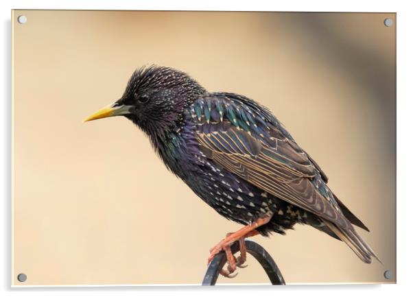 Colourful starling Acrylic by Jonathan Thirkell
