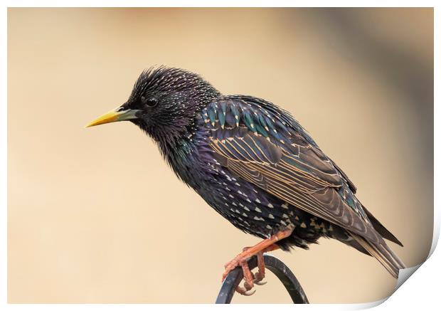 Colourful starling Print by Jonathan Thirkell