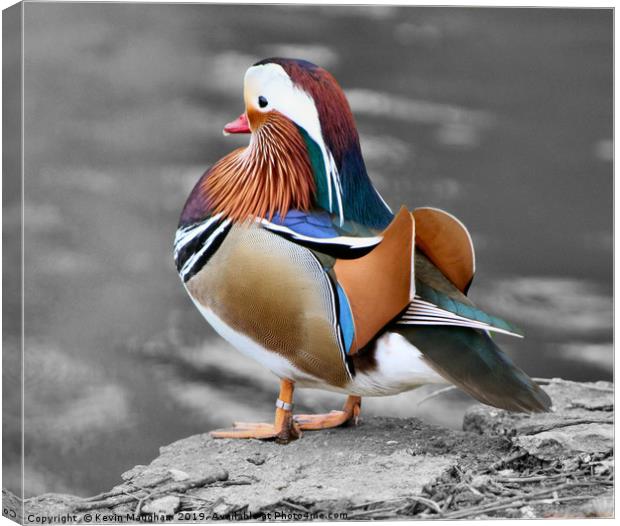 Mandarin Duck Canvas Print by Kevin Maughan