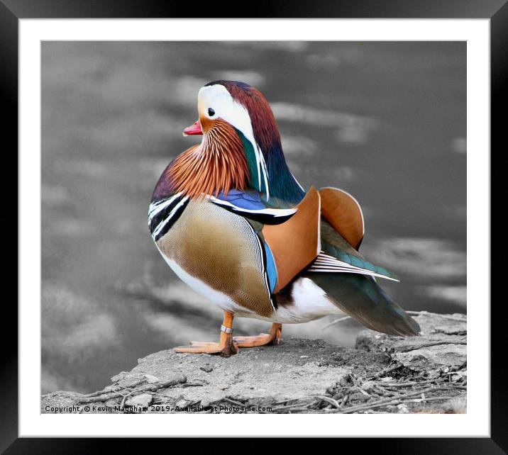 Mandarin Duck Framed Mounted Print by Kevin Maughan