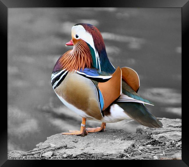 Mandarin Duck Framed Print by Kevin Maughan
