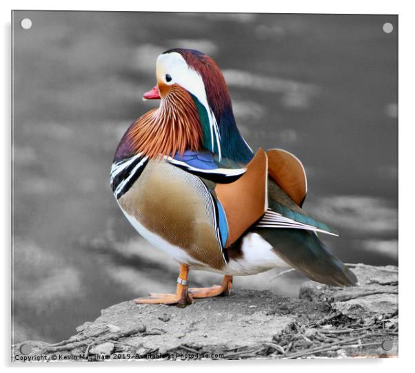 Mandarin Duck Acrylic by Kevin Maughan