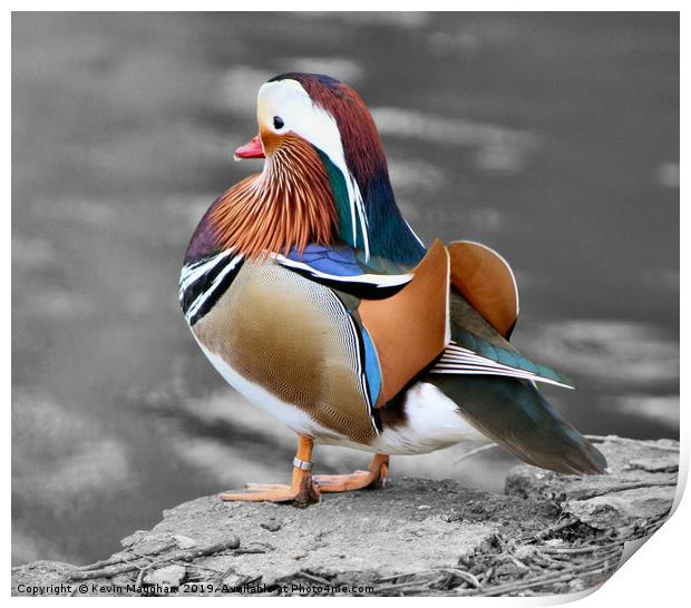 Mandarin Duck Print by Kevin Maughan