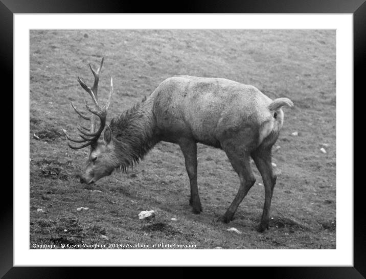 Red Deer Black And White Image Framed Mounted Print by Kevin Maughan