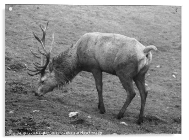 Red Deer Black And White Image Acrylic by Kevin Maughan
