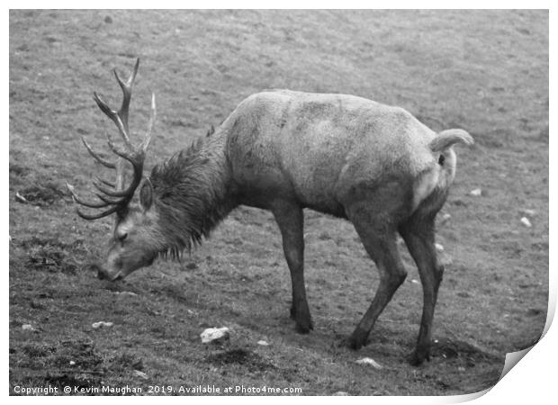 Red Deer Black And White Image Print by Kevin Maughan