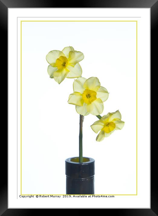 Miniature Daffodil Framed Mounted Print by Robert Murray