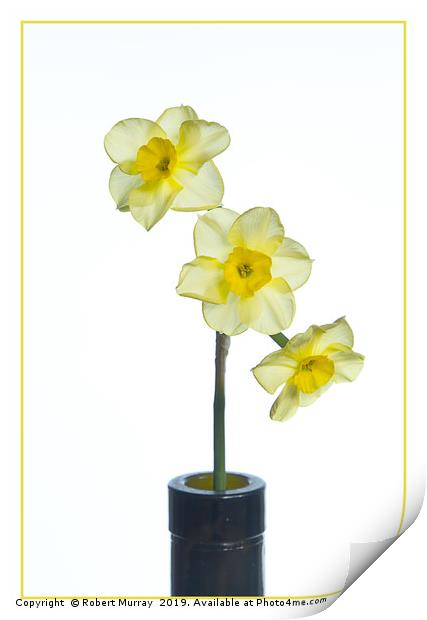  Miniature Daffodil Print by Robert Murray