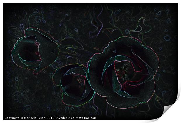 three velvet tulips Print by Marinela Feier